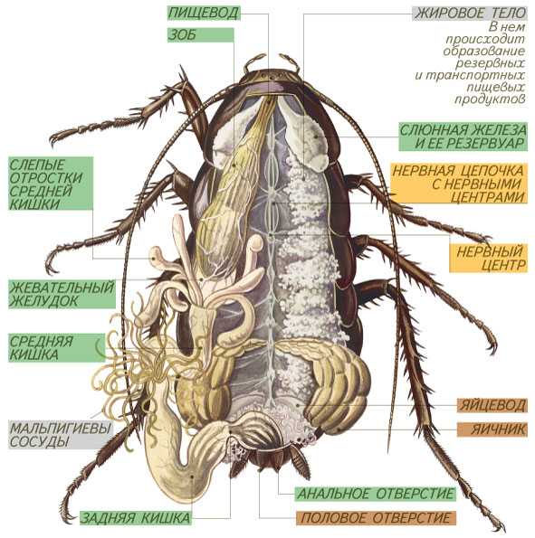Пищеварительная насекомых. Строение таракана схема. Внутреннее строение самки таракана. Выделительная система насекомых жировое тело. Внешнее строение черного таракана.