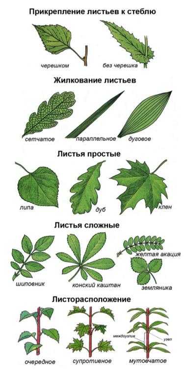 Какое растение имеет сложные. Листья черешковые и сидячие простые и сложные. Край листовой пластинки у клена. Конский каштан жилкование. Листья простые и сложные их жилкование.