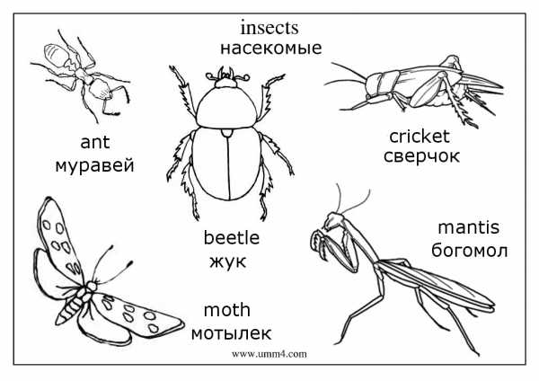 Схема насекомые для дошкольников