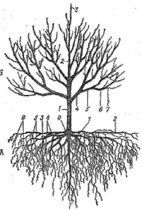 Корневая система абрикоса схема